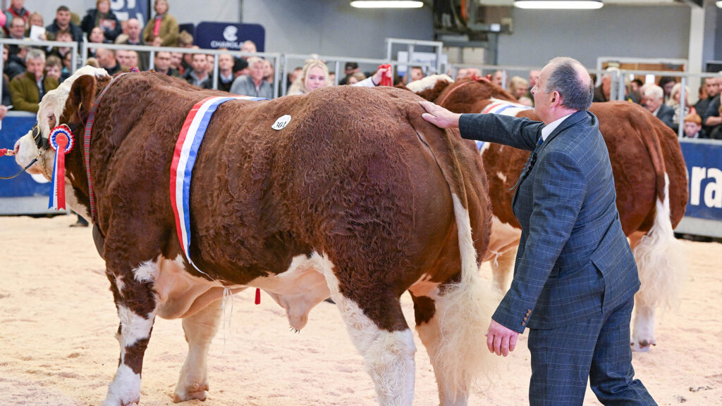 Judge Arthur Duff at the Simmental Championships with Grangewood Sundance Kid