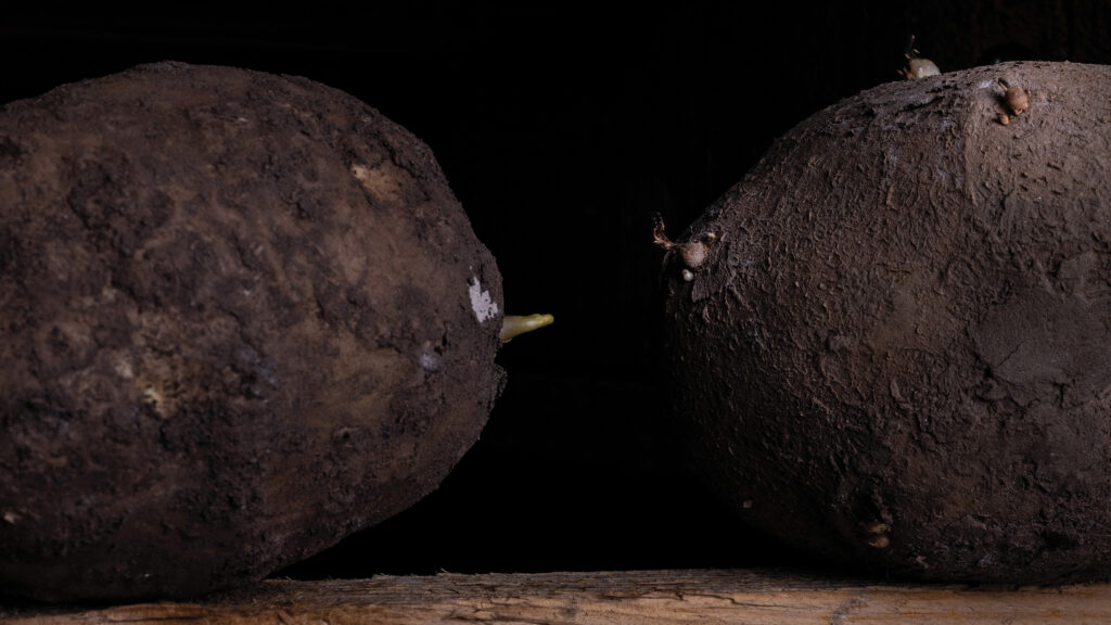 Untreated (left) versus Argos-treated (right) potatoes