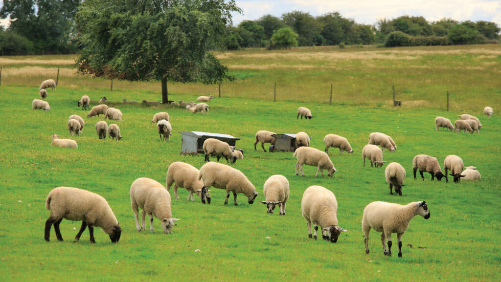 Checking worm burdens can identify resistance issues © Tim Scrivener