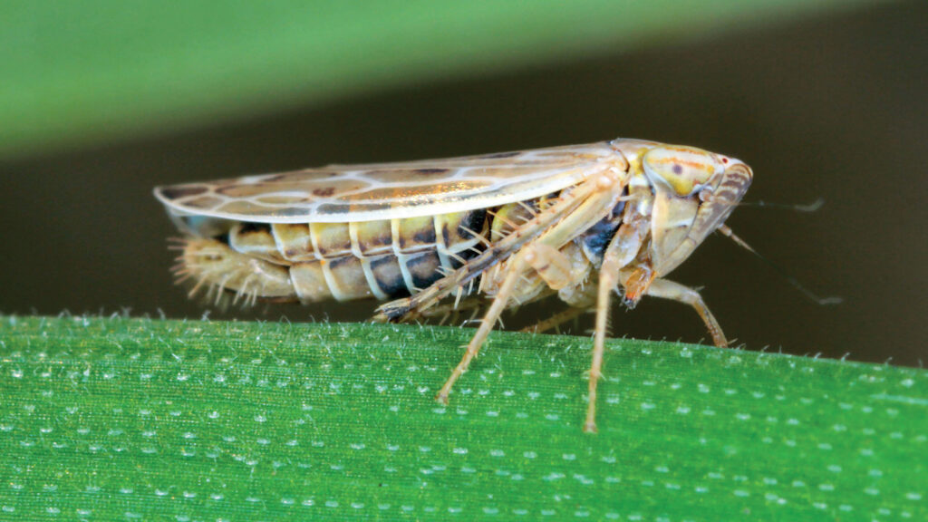 Leafhopper © Tomasz Klejdysz/Alamy Stock Photo