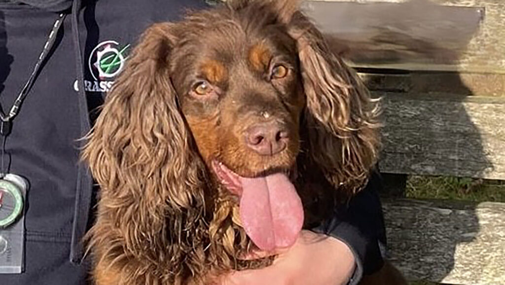 Lolly was stolen from a farm in Droxford © Hampshire Constabulary