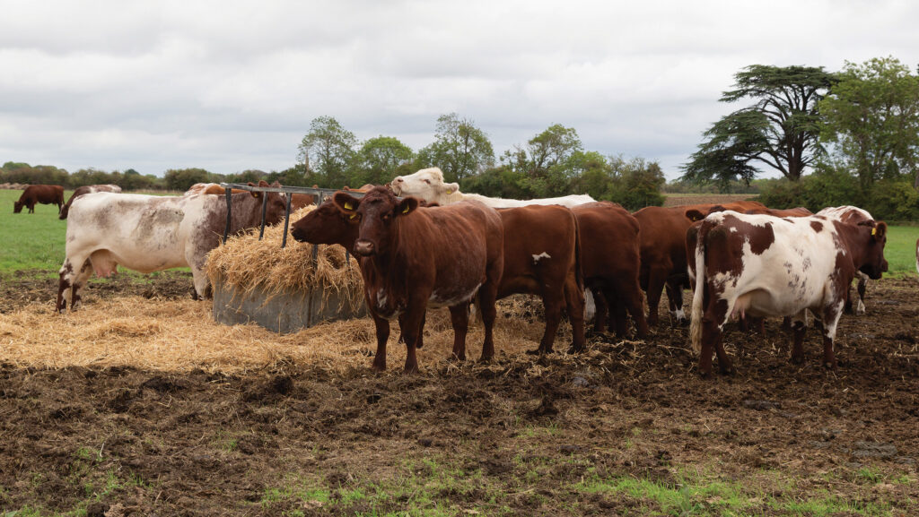 Croxton Park's Shorthorn herd © MAG/Judith Tooth