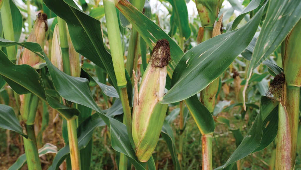 Maize ready for harvest