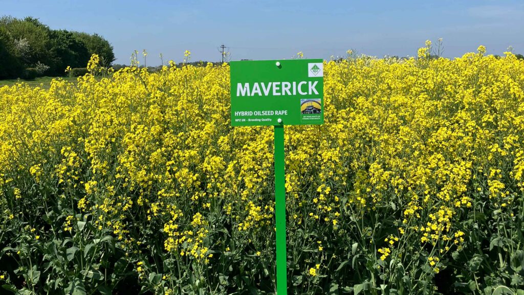 Plot of Maverick OSR variety