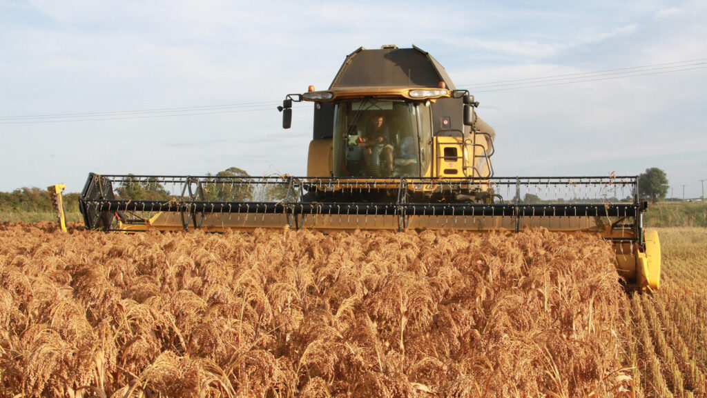 Harvesting millet