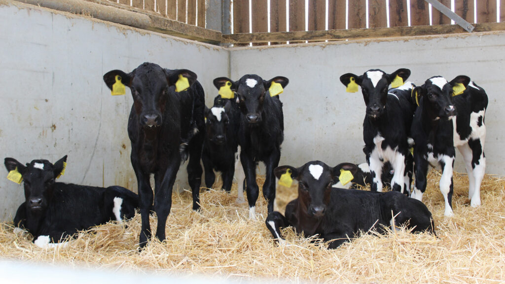 Dairy calves