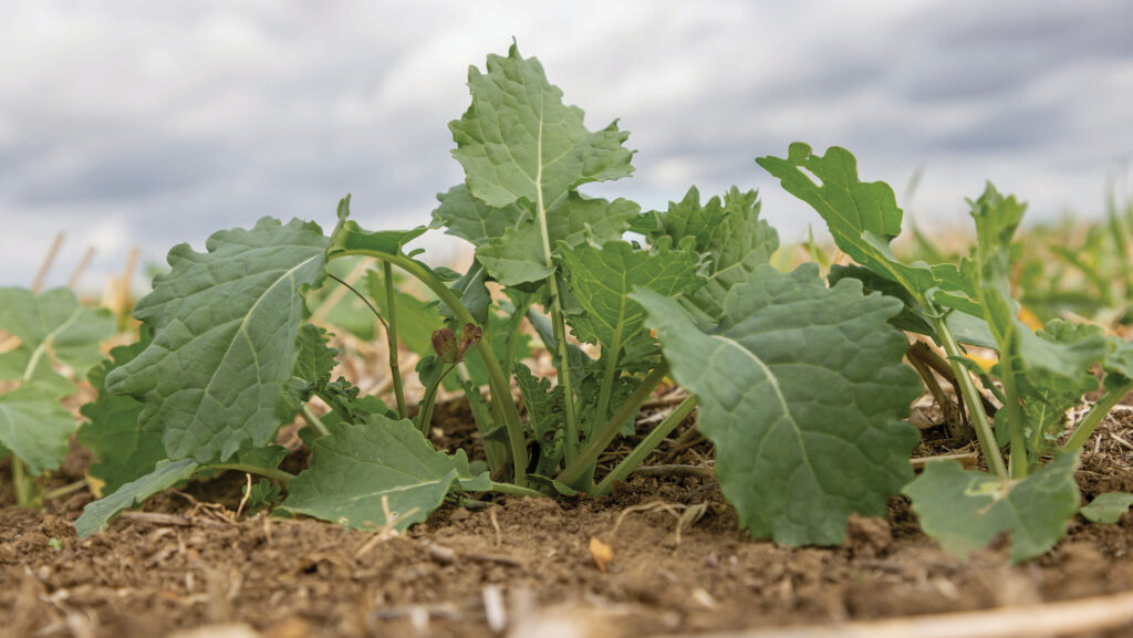 Oilseed rape plants
