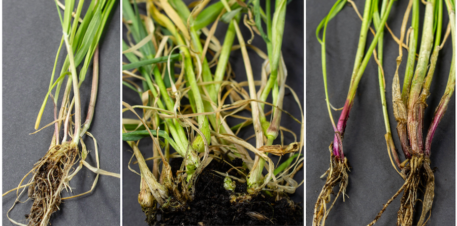 PPZ symptoms on blackgrass