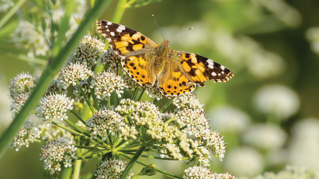 A painted lady butterfly