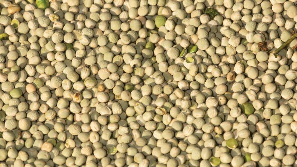 Peas © Tim Scrivener