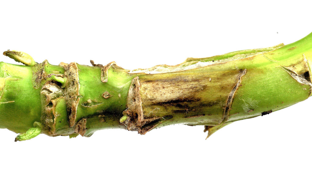 Phoma stem canker on an oilseed rape plant © Blackthorn Arable