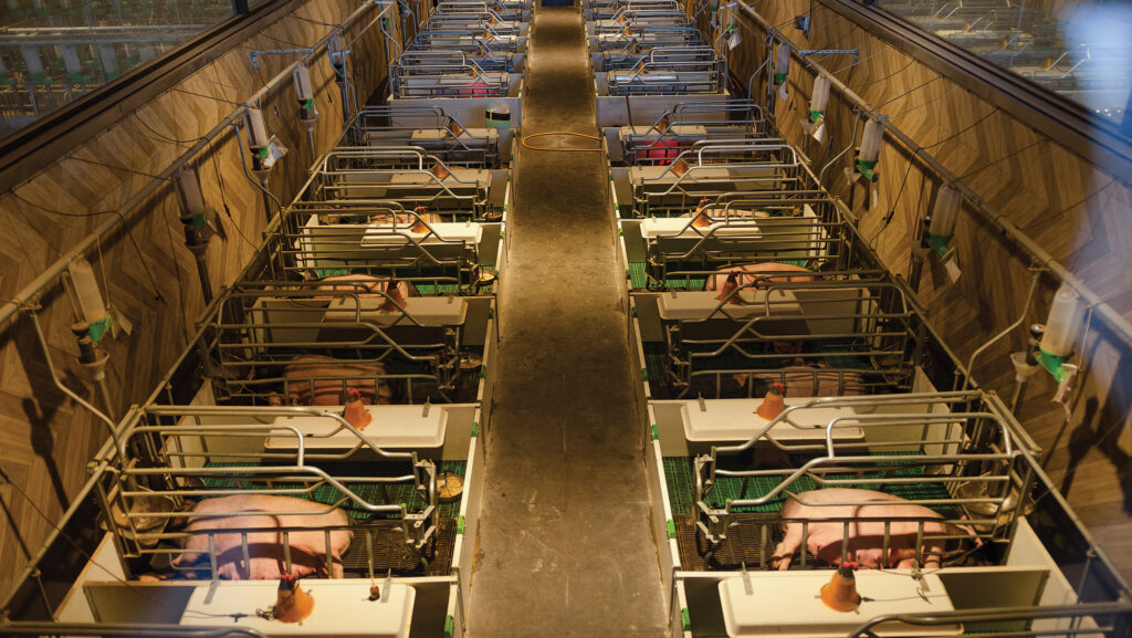 Pigs