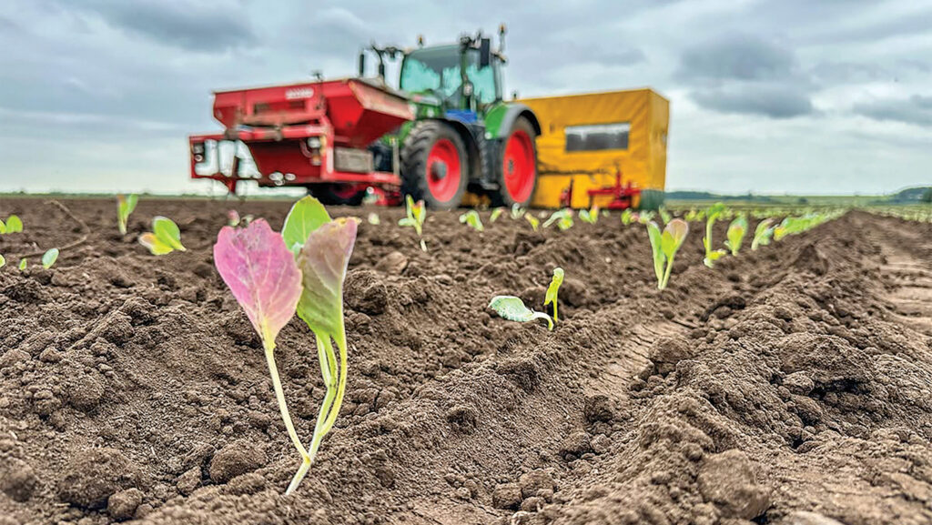 Planting organic cabbage