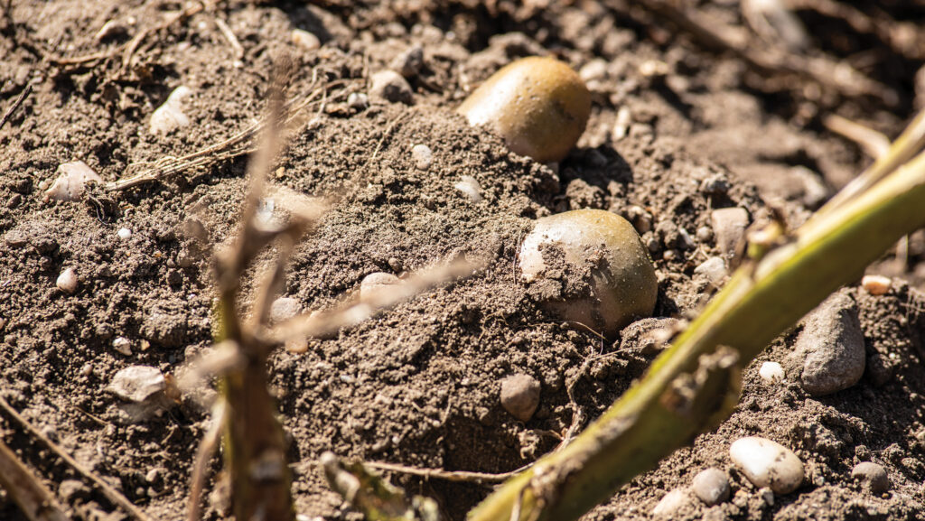 Potatoes in soil