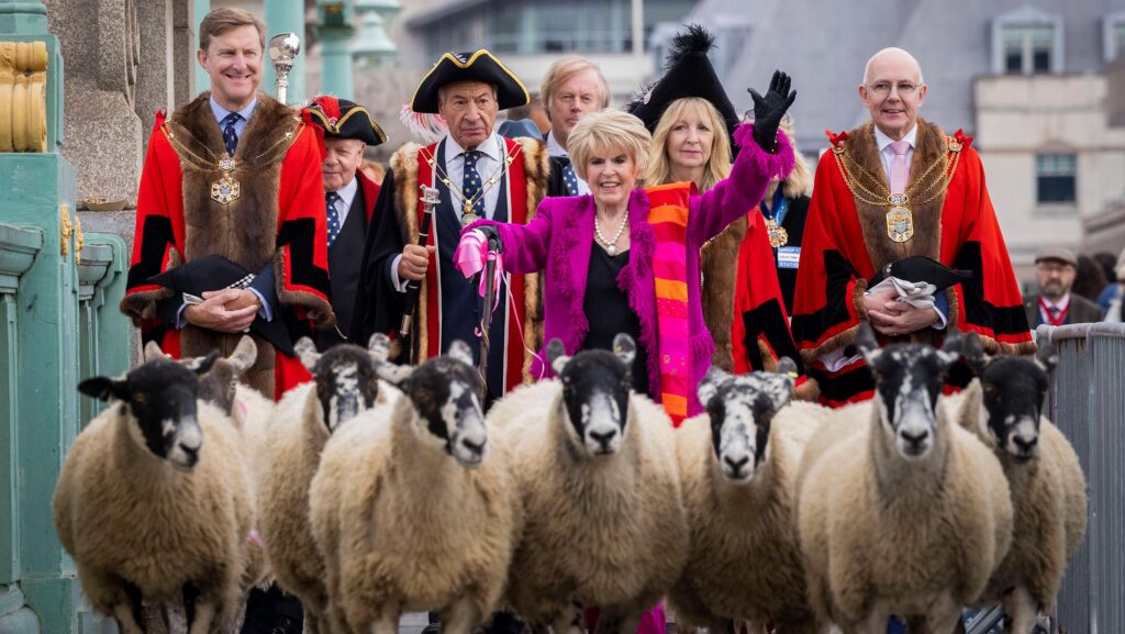 The freemen were assisted in herding the sheep by celebrity guests, including television presenter Gloria Hunniford