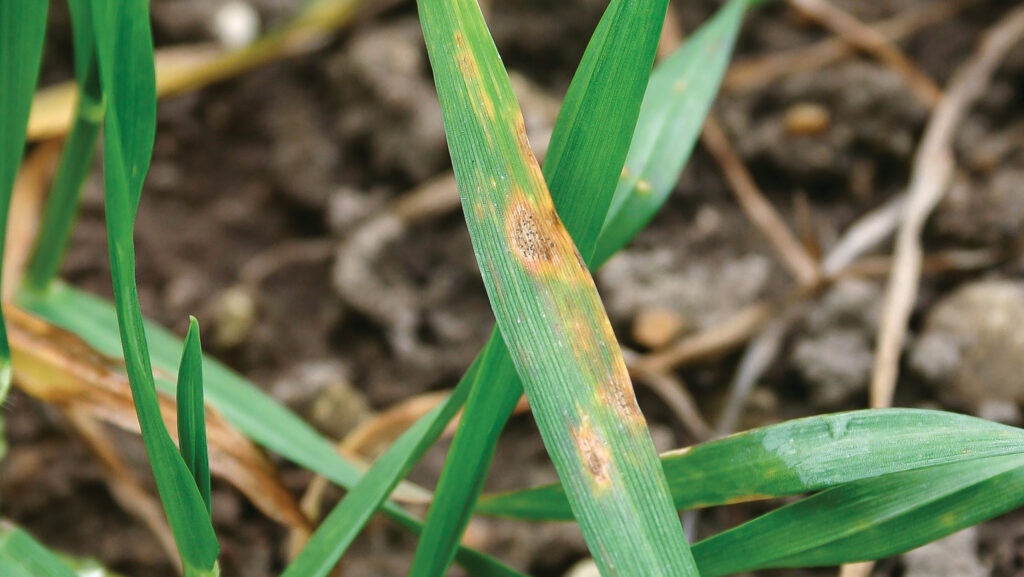 Why climate change adds to septoria threat in wheat