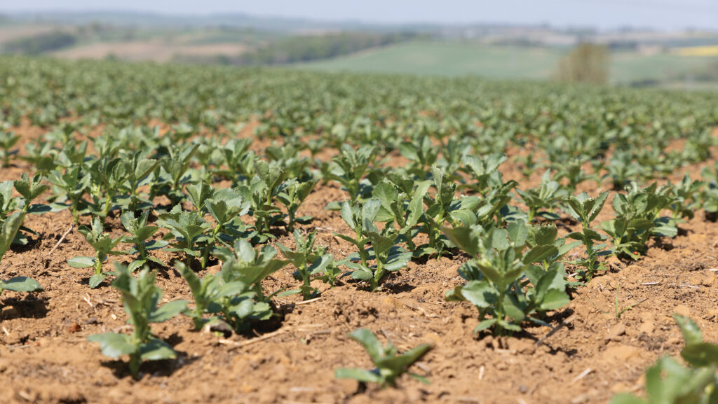 Spring beans © GNP