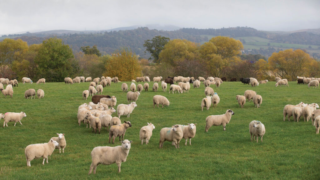 Store lambs grazing