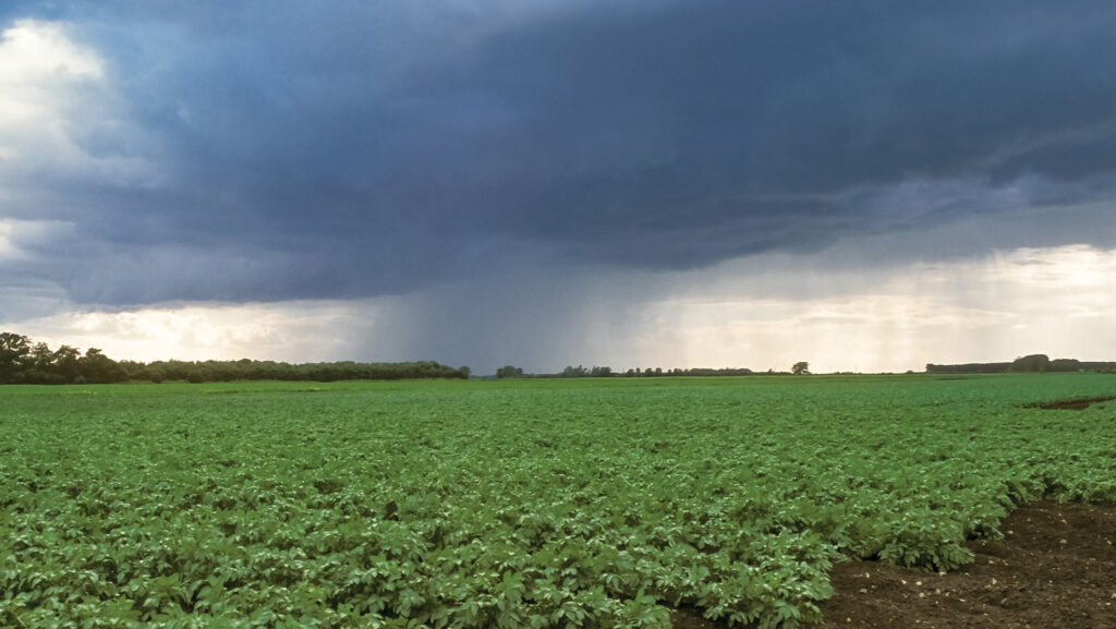 Storm clouds approaching a potato crop