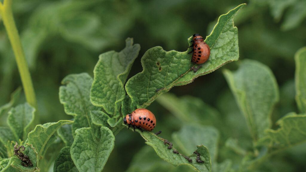Colorado potato beetle