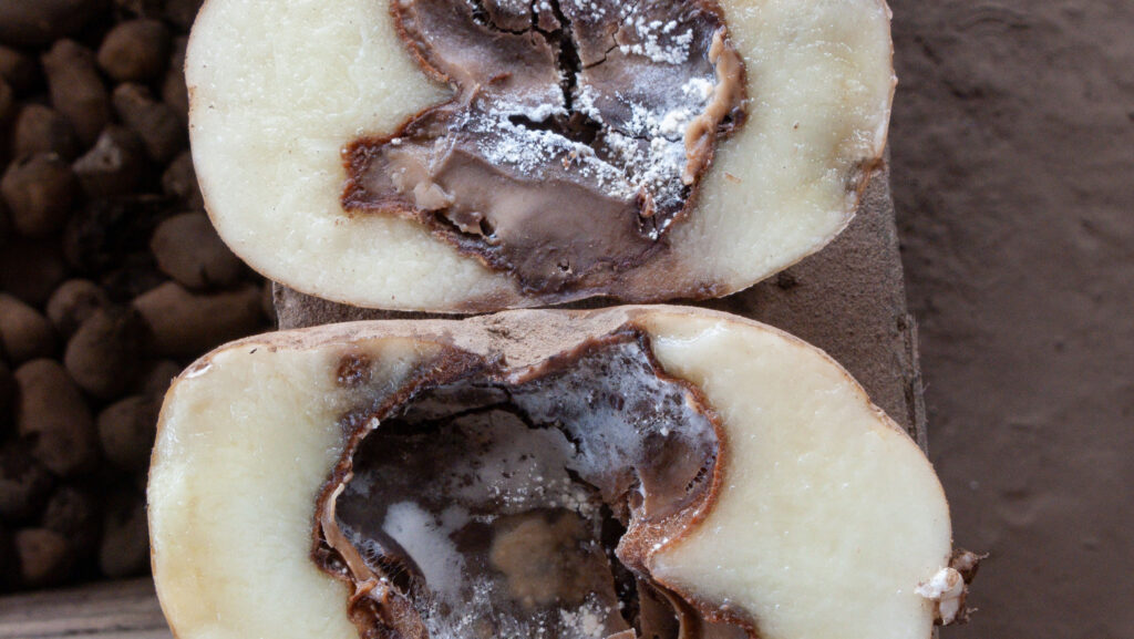 Potato with water wound rot