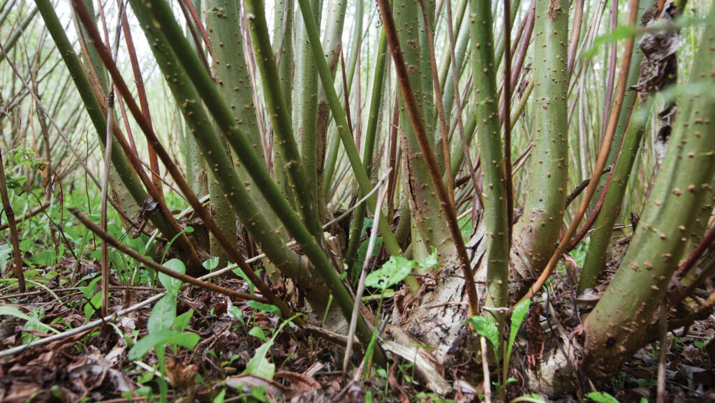 Short-rotation willow coppice i
