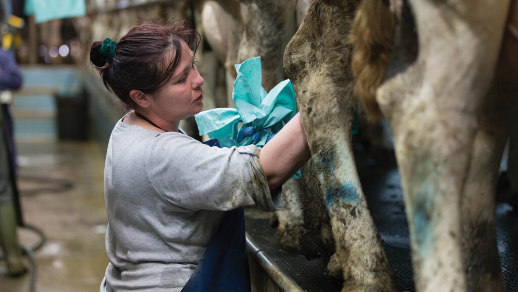 Wiping dairy cows teats