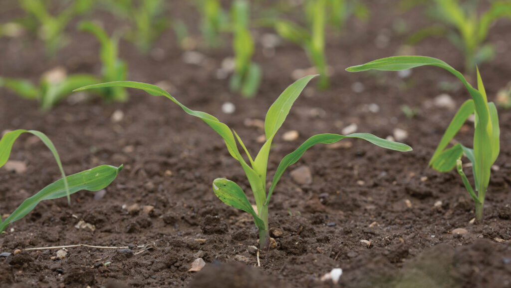 Young maize plant