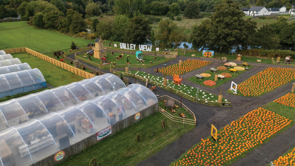 Aerial view of a pumpkin farm