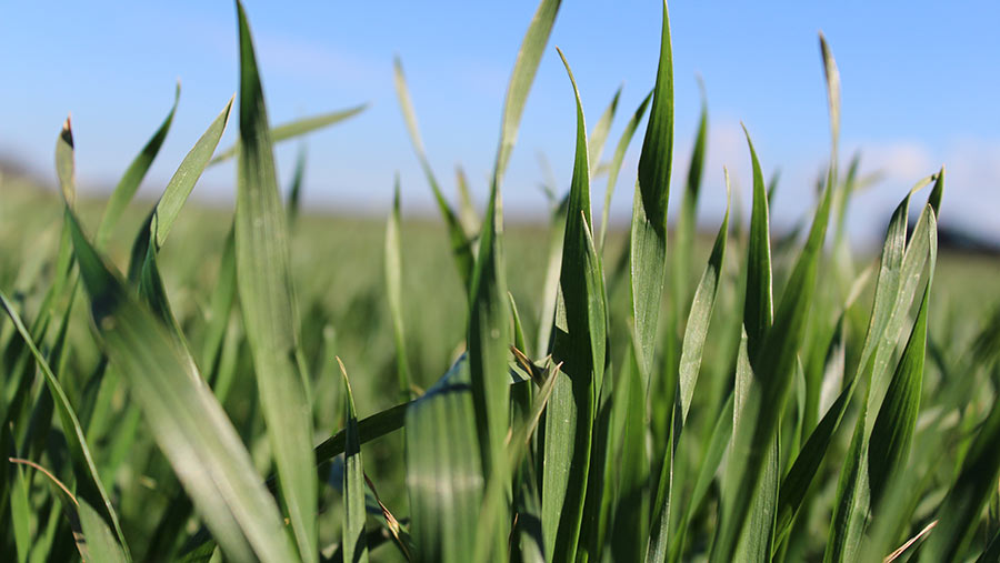 Low levels of wheat disease in Kent © Oli Hill/RBI