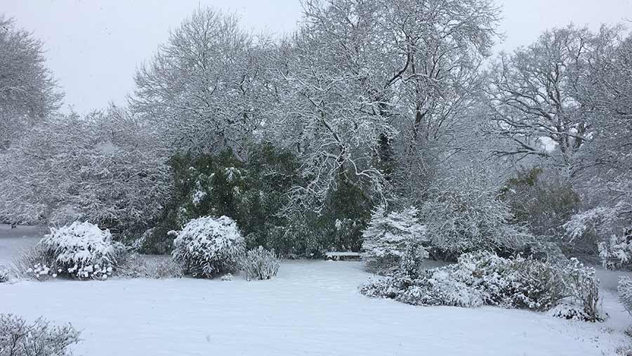 Will's garden covered in snow