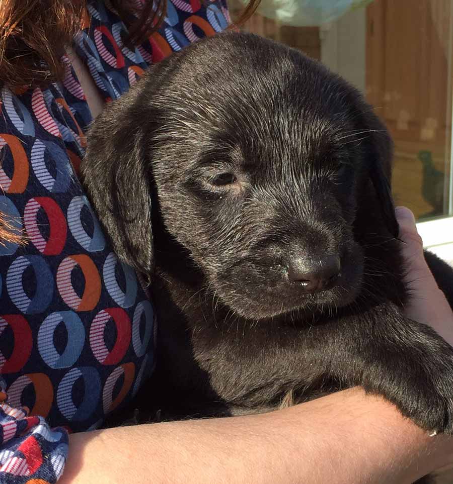 Labrador puppy Winston