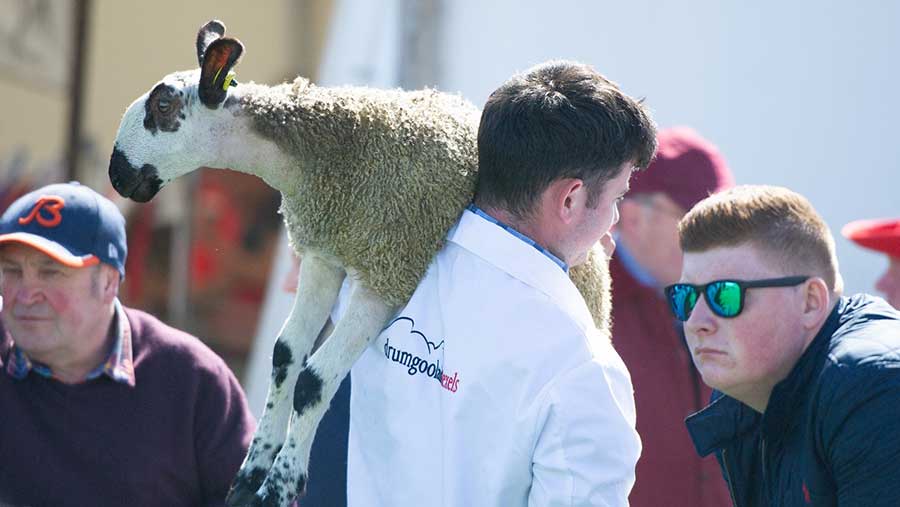 Balmoral Show 2018 lamb being carried © Robert Smith