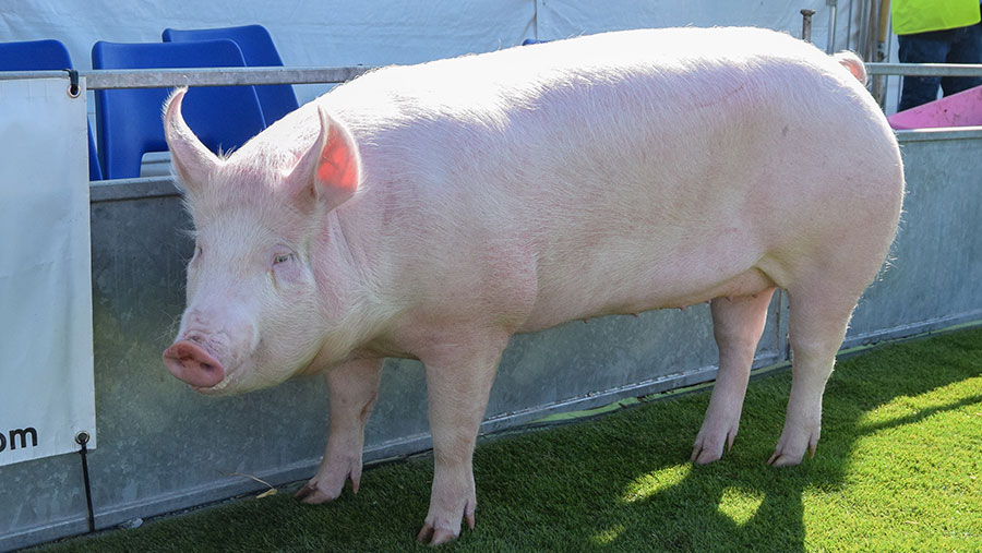 Cappagh-bred pig from Alfie Moses, Crumlin