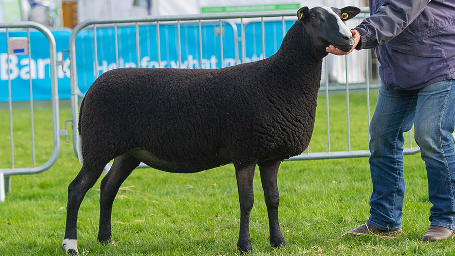 A Zwartble ewe by Cyril and Denise Cromie, Ballynahinch