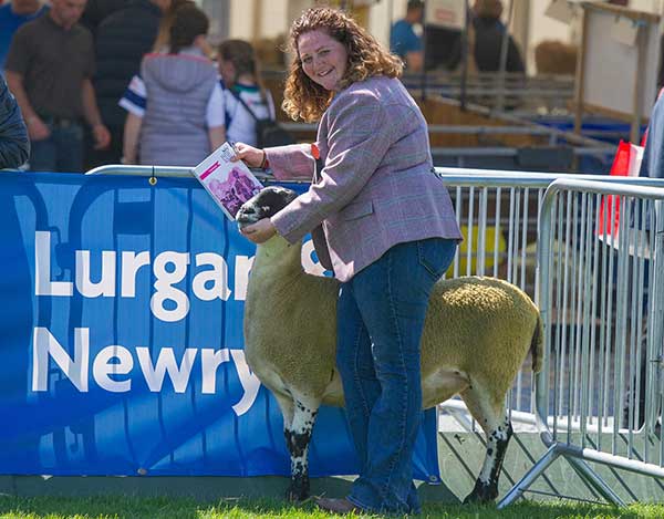 Balmoral Show 2018 steward in ring with mule © Robert Smith