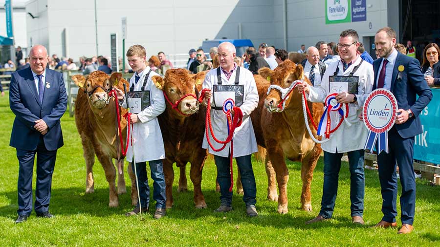 Limousins being showed at Balmoral Show 2018 © Robert Smith