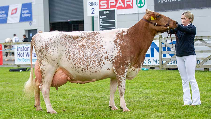 Dairy cow at Balmoral Show 2018 © Robert Smith