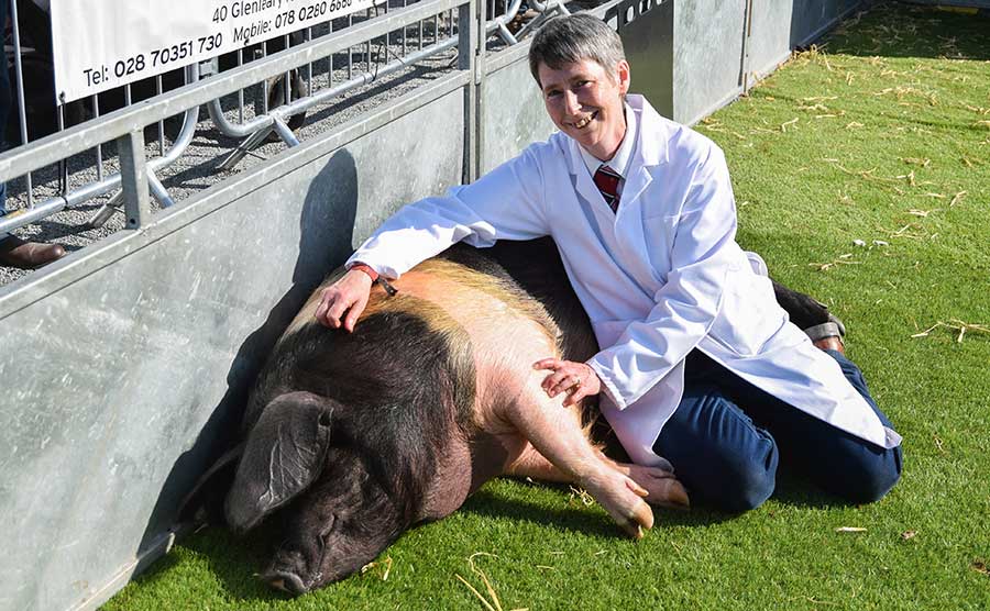 Pig at Balmoral Show 2018 © Robert Smith