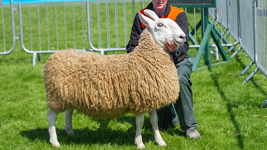 Ditton-sired aged ewe from Harold Dickey, Ballymena