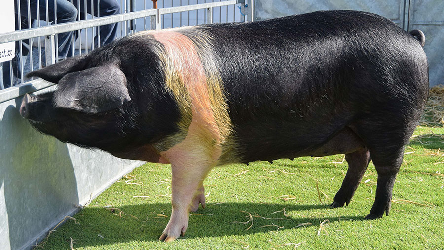 Cappagh-bred pig from Alfie Moses, Crumlin