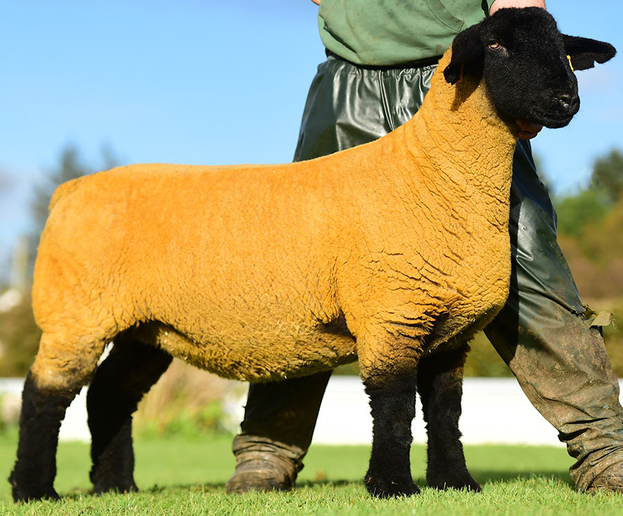 A Ballynaccanon shearling