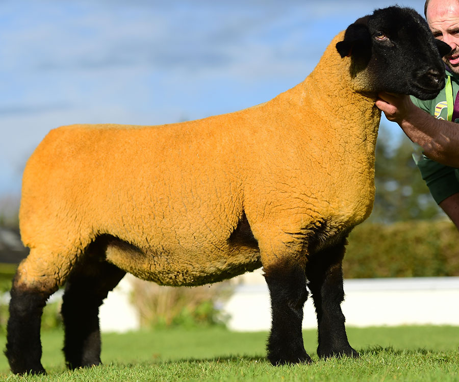 Ballynacannon trade topper