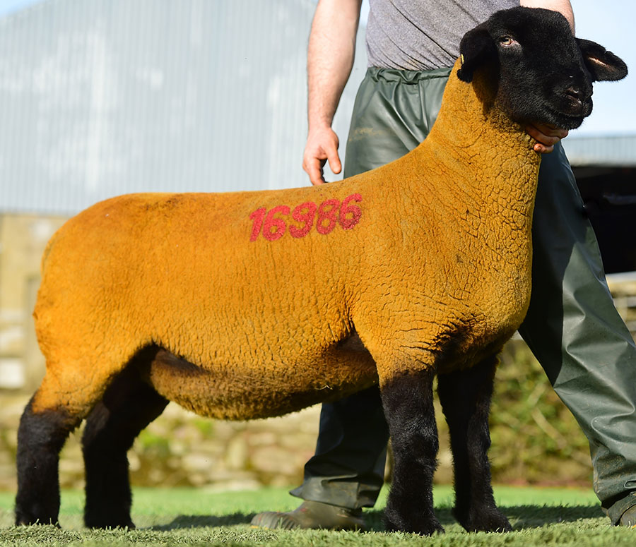 The leading Burnview entry