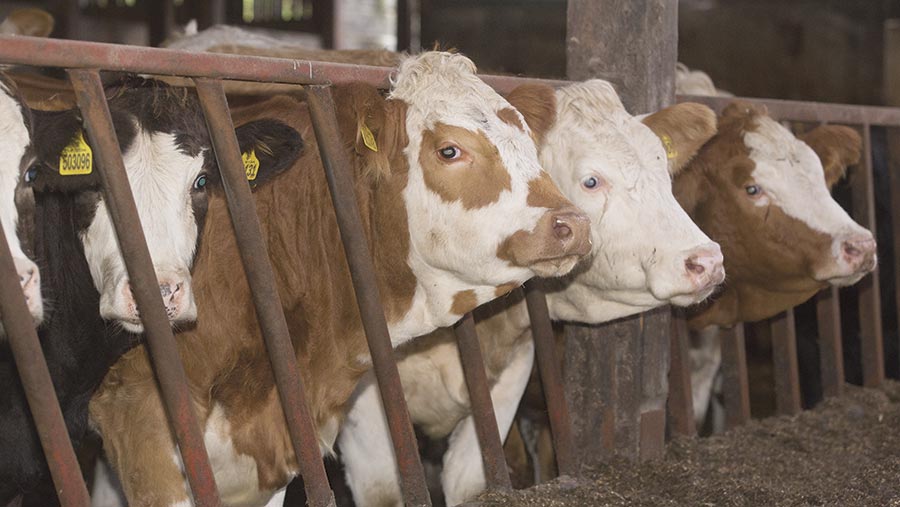 Northfields Farm cattle indoors