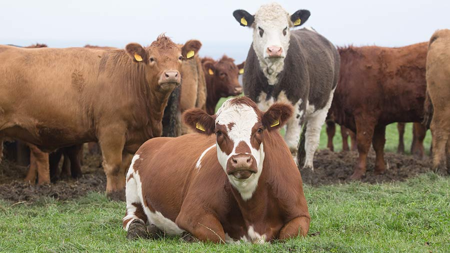 Northfields Farm cattle outdoors