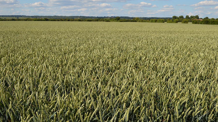 The crop of Montana wheat