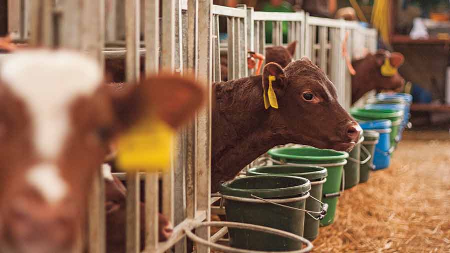 Dairy calves indoors