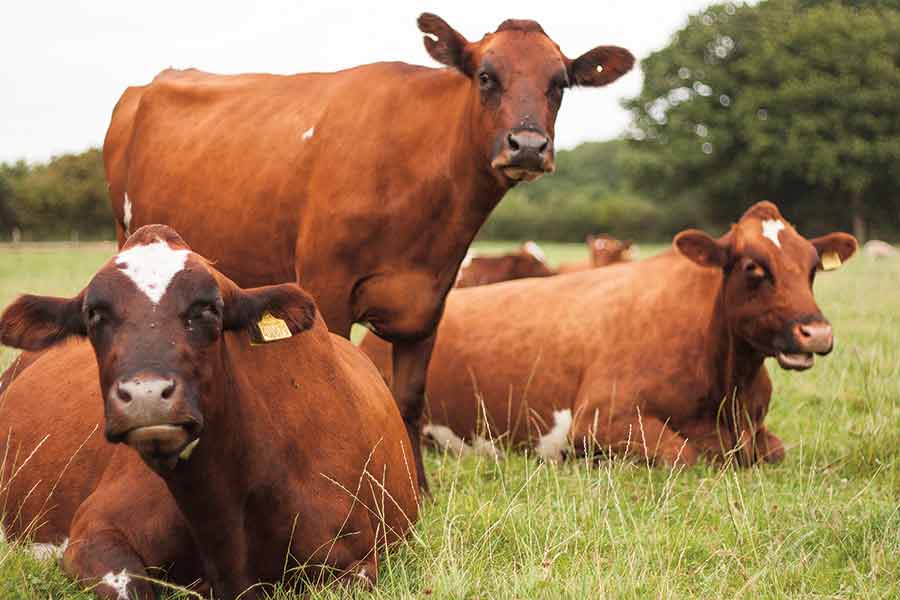 Dairy cows on grass