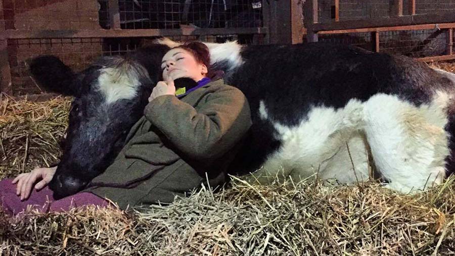 Rebecca Stephenson sleep cuddle with cow